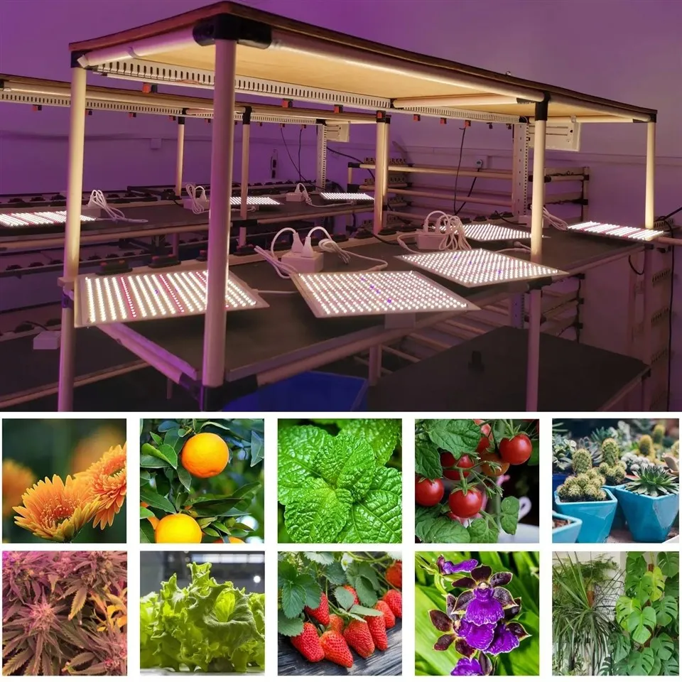 Quantum Board Grow Light 06(001)